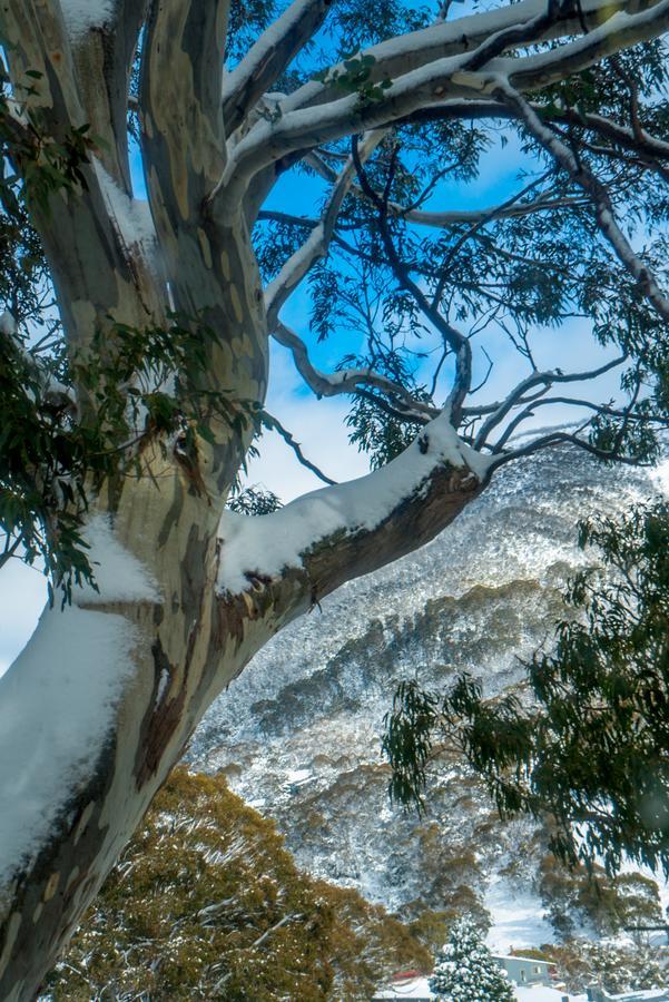 Pure Chalet Thredbo Εξωτερικό φωτογραφία